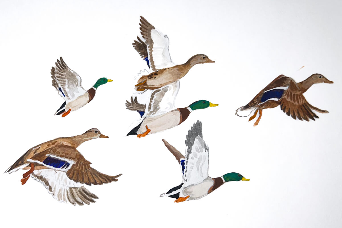 Flock of mallards during fall migration. Illustration by Katie Tucker, DU